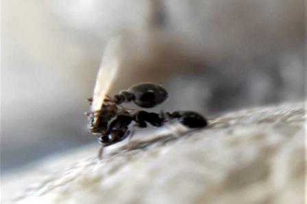 Биологи наблюдали «сватовство» у муравьев