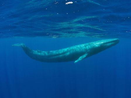 Детекторы ядерных взрывов помогли услышать песни китов, которых никто из людей еще не видел