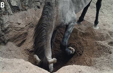 Дикие лошади и ослы оказались способны копать колодцы до двух метров глубиной