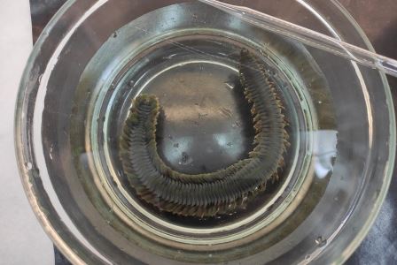 Эмбриологи раскрыли секрет червя со сверхспособностью к регенерации