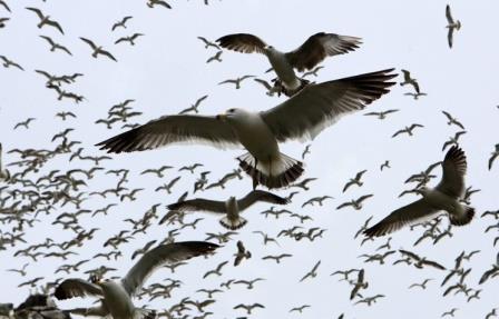 Филогенетика помогла разобраться в проблеме конвергентной адаптации у птиц