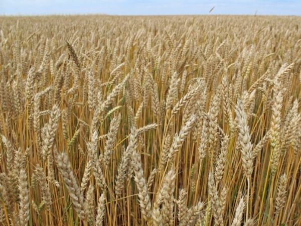 Казахстанские ученые вывели новый сорт пшеницы