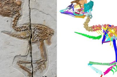 Крошечная ископаемая птица оказалась похожей на тираннозавра - новости экологии на ECOportal