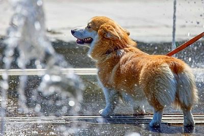Мособлдума предложила внести в КоАП РФ изменения по вопросу выгула собак