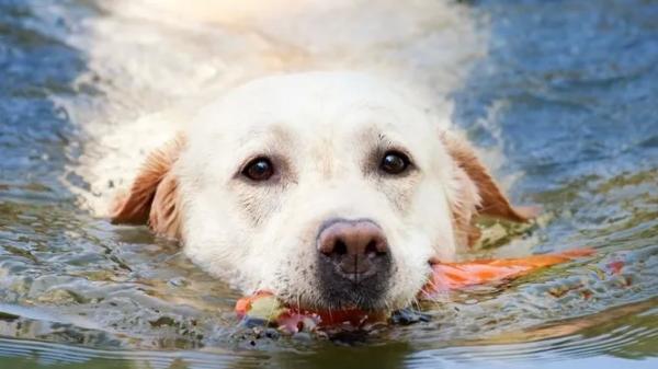 Названы 6 лучших пловцов из мира собак - новости экологии на ECOportal