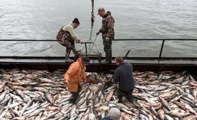 NRK (Норвегия): Александр поймал 35 русских лососей, которые могут стать угрозой для норвежских нерестовых рек. - новости экологии на ECOportal