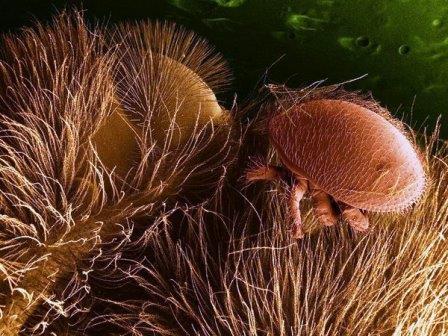Обнаружен гриб, убивающий опасного паразита пчел