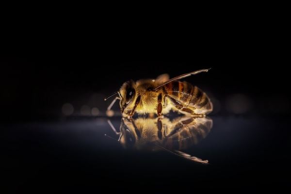 Пчелы начали массово умирать в Ульяновской области