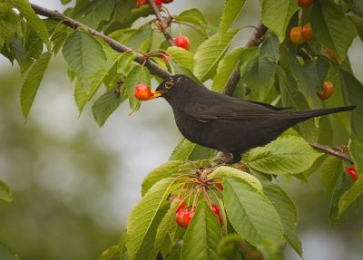 Плодоядные птицы не помогут большинству европейских растений сбежать от изменений климата - новости экологии на ECOportal