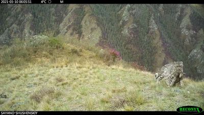 Получены редкие кадры охоты снежного барса  / Видео - новости экологии на ECOportal
