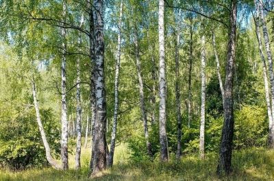 Регионы предложили наделить полномочиями по ликвидации свалок в лесах - новости экологии на ECOportal