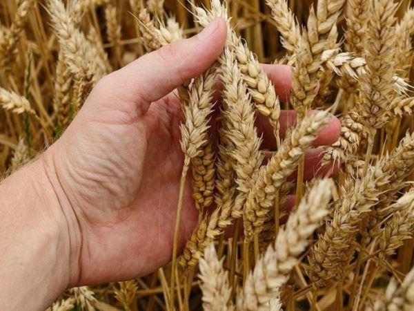 Самарский ученый удостоен золотой медали за выведение 17 сортов пшеницы