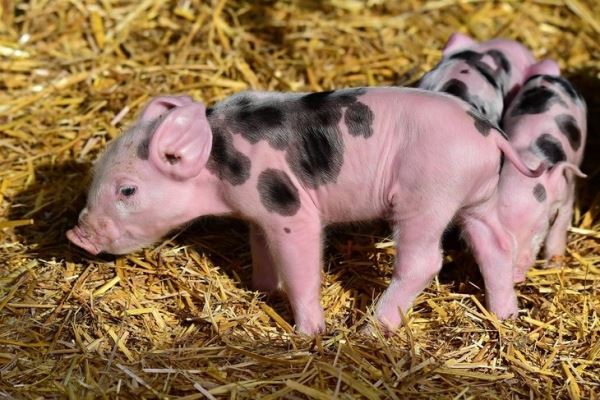 Свиноводческая отрасль Мордовии полностью обеспечена кормами собственного производства