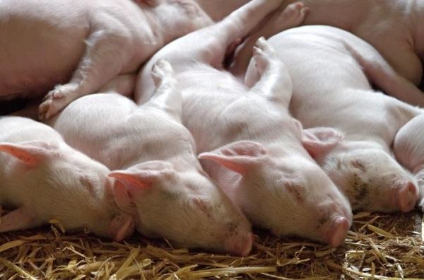 Томские животноводы увеличили поголовье свиней на 5,2%