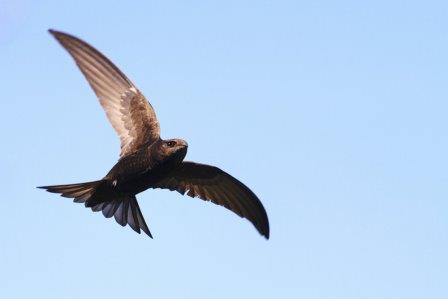 Ученые зафиксировали новый рекорд скорости полета птиц