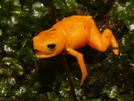 В Бразилии открыт новый вид миниатюрных флуоресцирующих лягушек