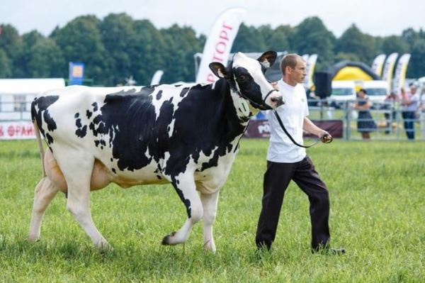 В Калининградской области средний показатель удоя голштинских коров составил почти 10 тысяч кг