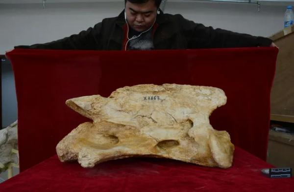 В Китае найдены останки самого крупного млекопитающего на Земле - новости экологии на ECOportal