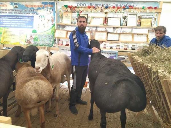 В Минводах прошла XXI Российская выставка племенных овец и коз