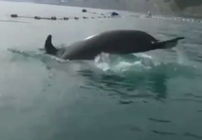 В Новороссийске волонтеры спасли трех дельфинов из рыболовных сетей / Видео - новости экологии на ECOportal
