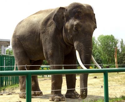 20 июня — Всемирный день защиты слонов в зоопарках - новости экологии на ECOportal