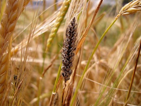 Болезни озимых зерновых культур