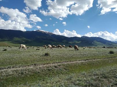 Фермеры Казахстана учатся рационально управлять природными пастбищами