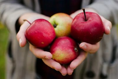 Компостирование поможет улучшить качество яблок - новости экологии на ECOportal