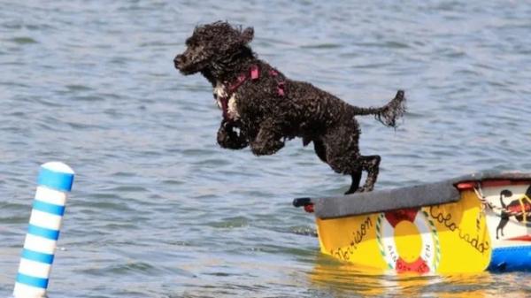 Названы 6 лучших пловцов из мира собак - новости экологии на ECOportal