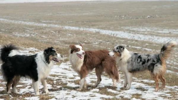 Названы 7 лучших пород собак для походов - новости экологии на ECOportal