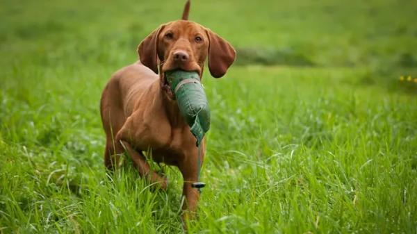 Названы 7 лучших пород собак для походов - новости экологии на ECOportal