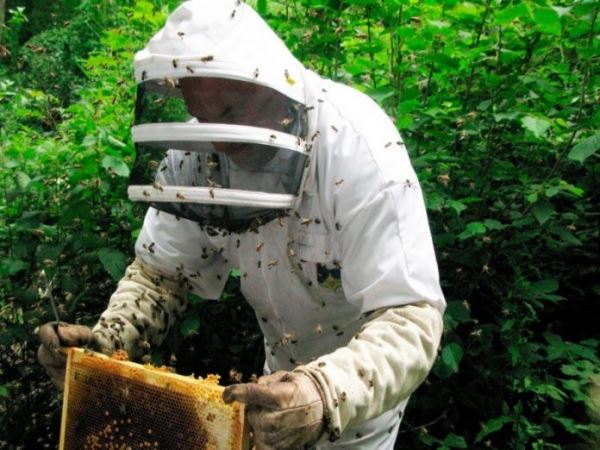 Пчеловоды Башкирии создали петицию о запрете пестицидов высокого класса опасности