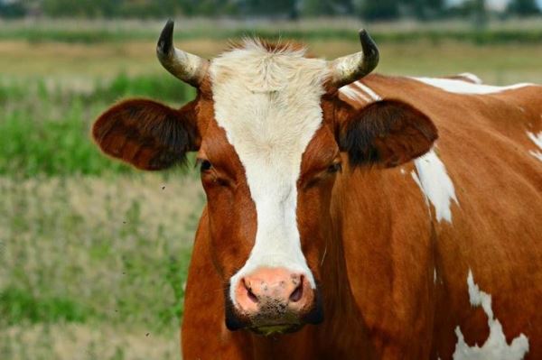 Поголовье мясного скота в Удмуртии превысило 2,5 тысяч голов