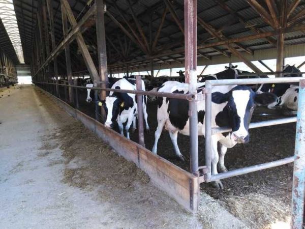 Рекорд по суточному производству молока поставили в Балтасинском районе Татарстана