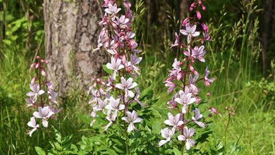 Туристов предупредили о цветении одного из самых опасных растений Кавказа - новости экологии на ECOportal